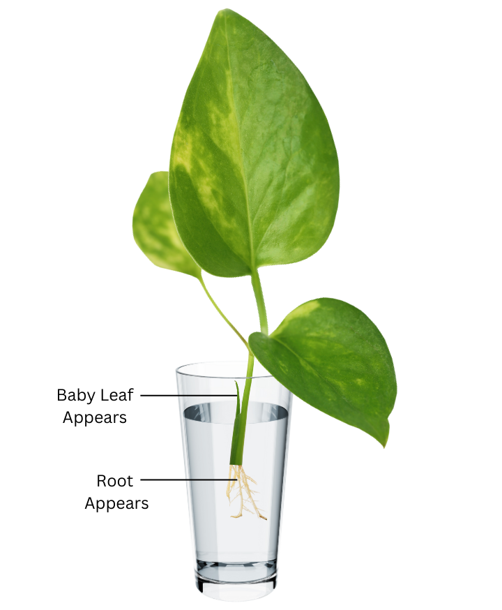 New roots and leaves appear from the money plant cutting.