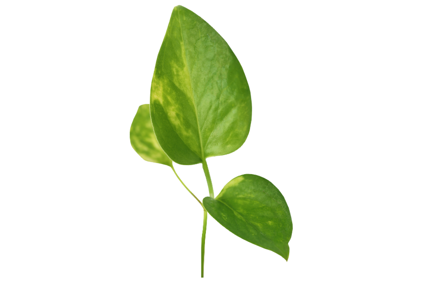 Money plant cutting.