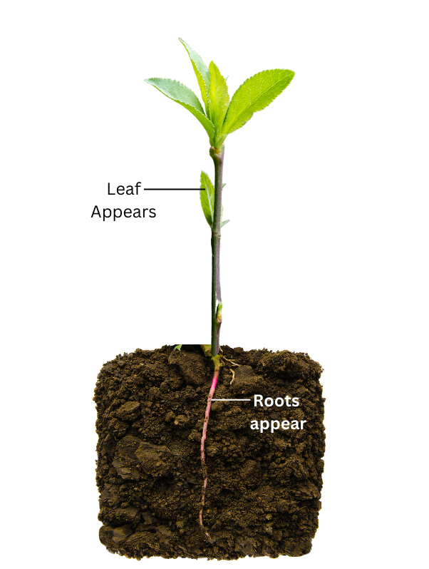New roots and leaves appear from the rose cutting.