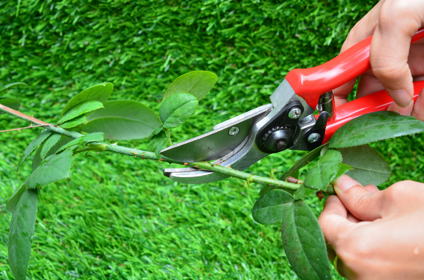 Cutting off a branch of rose with a pair of scissors.