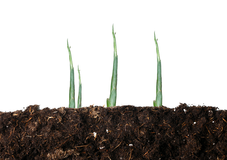 Ginger sprouts.