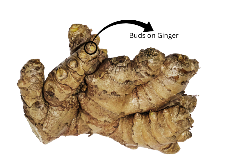 Buds on ginger.