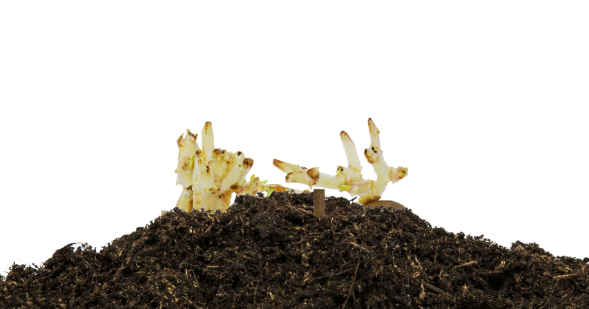 Sprouts appearing from the cut pieces buried under the soil.