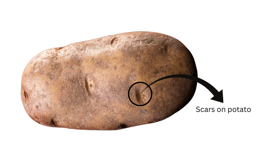 Scars on potato.