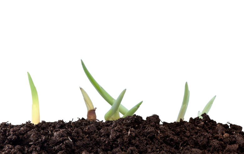 Sprouts appearing from the cut pieces of turmeric rhizome buried under the soil.
