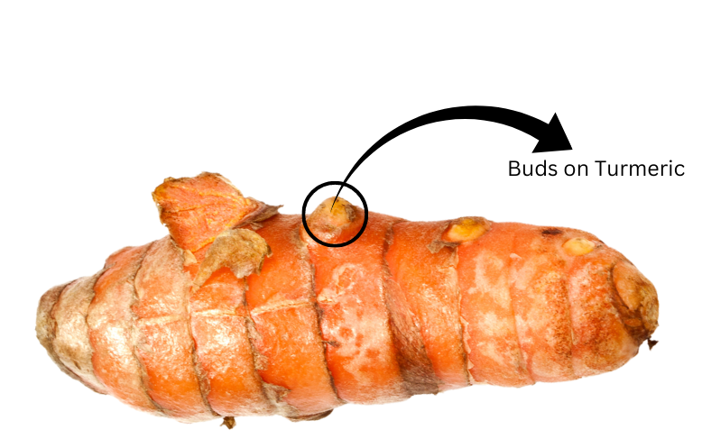 Buds on turmeric.