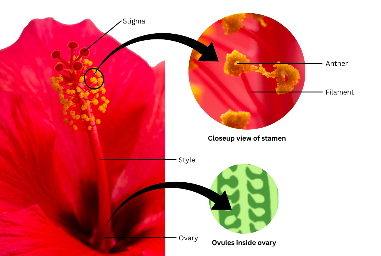 Male and female reproductive parts of China Rose.