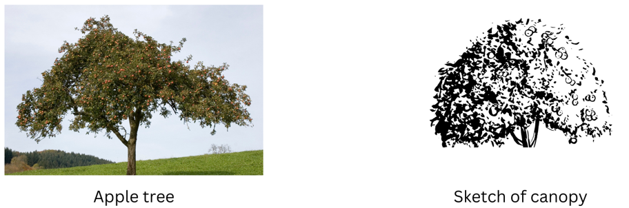 Apple tree picture and sketch of canopy.