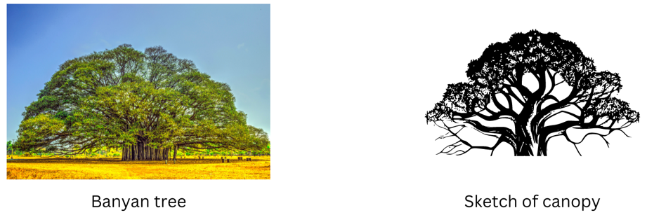 Banyan tree and sketch of canopy.