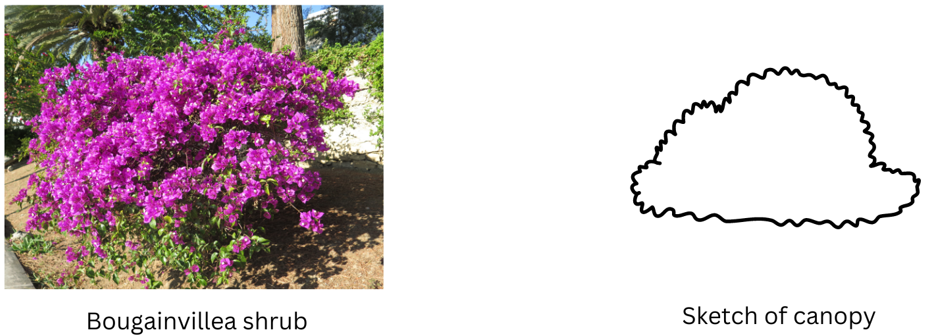 Bougainvillea shrub picture and sketch of canopy.