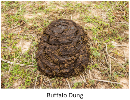Buffalo dung.