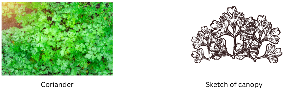 Coriander herb and sketch of canopy.