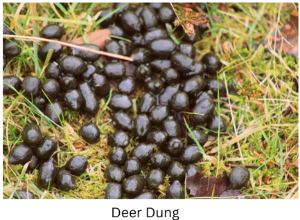 Deer dung.