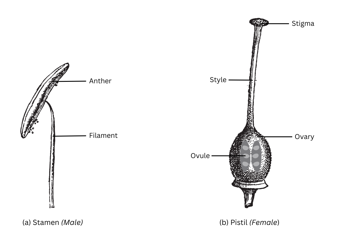 Reproductive parts of a flower.