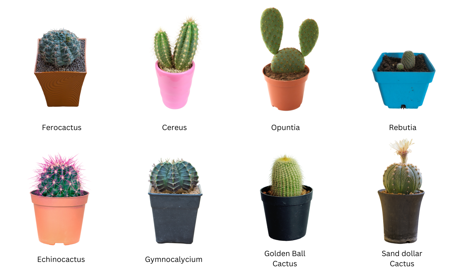 Different types of cactus.