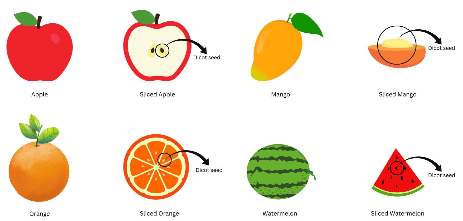 Fruits with dicot seeds.