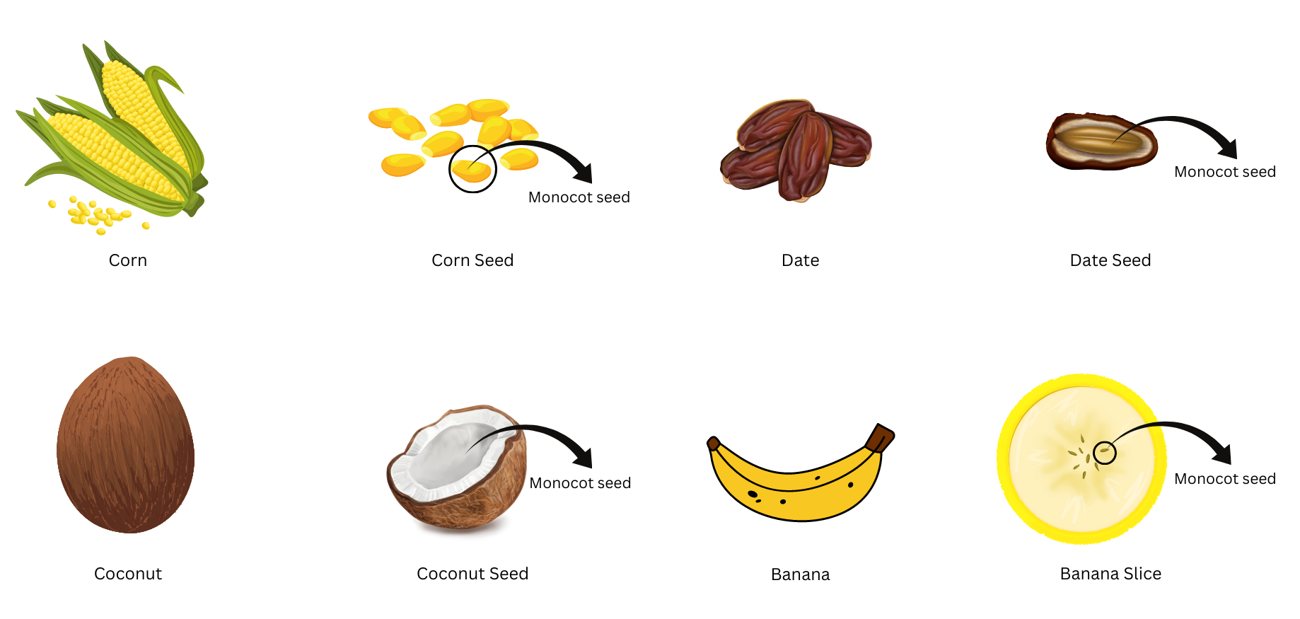 Fruits with monocot seeds.