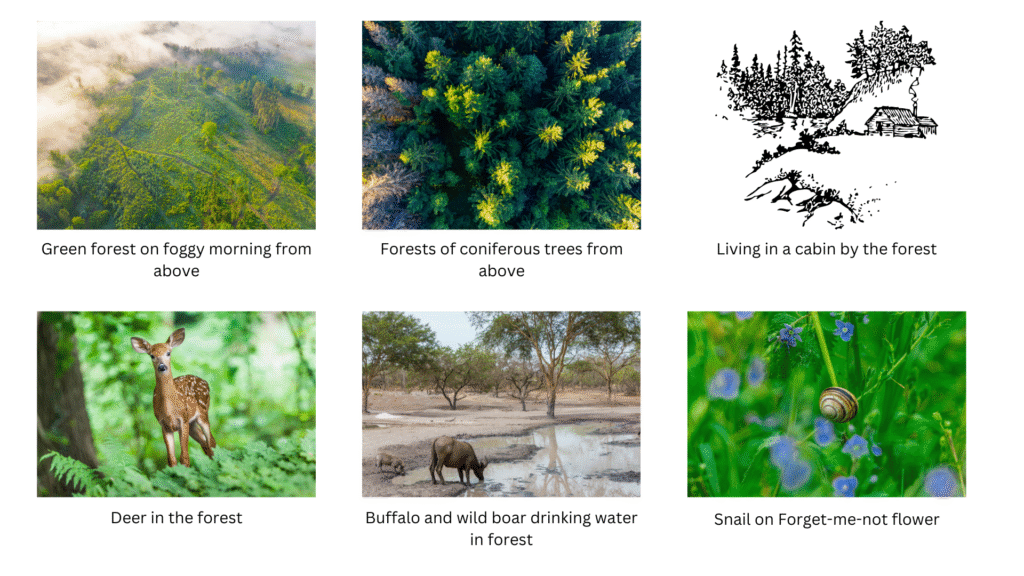 Trees, animals and other things you find in a forest.