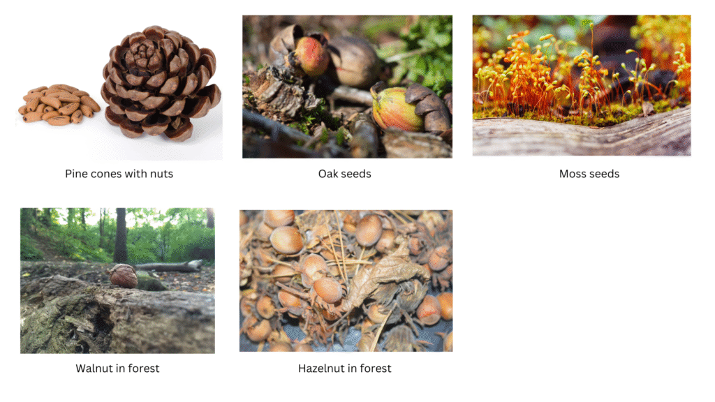 Seeds and nuts found in a forest.