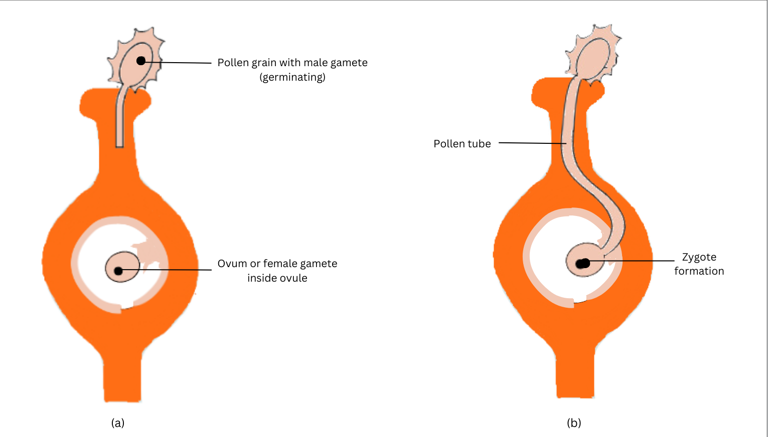 The process of fertilisation in flowers.