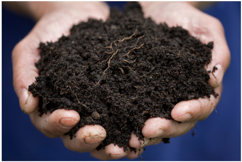 Hands holding humus.
