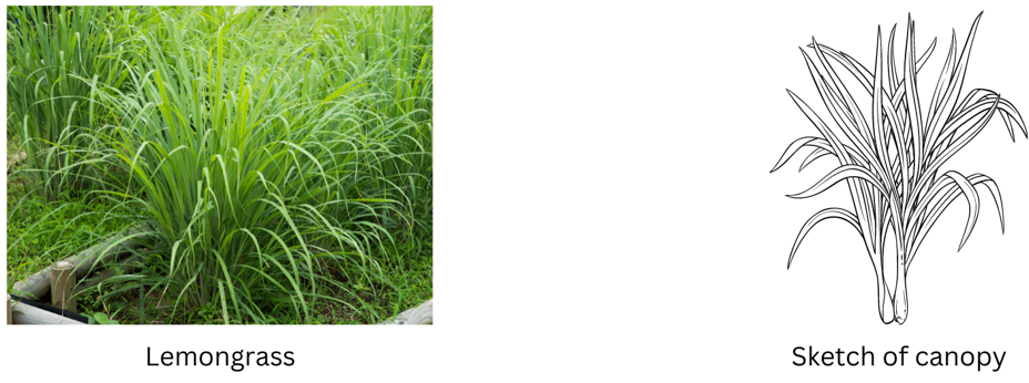 Lemongrass herb picture and sketch of canopy.