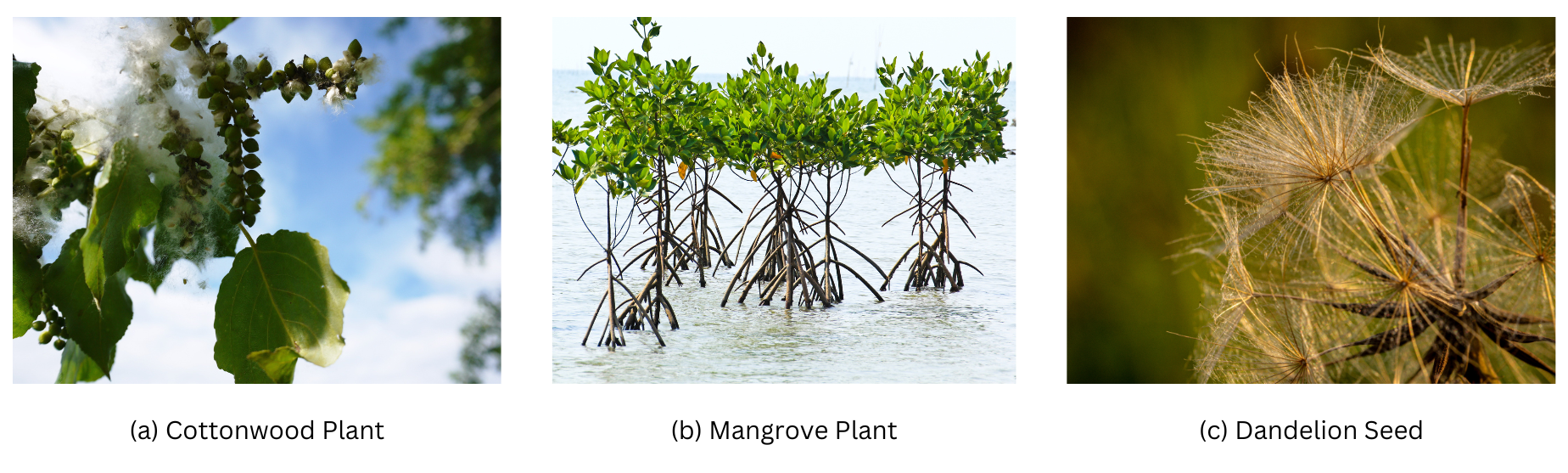 Cotton plant, mangrove plant and dandelion seed.