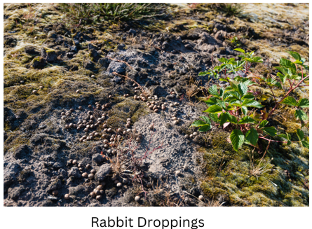 Rabbit droppings.