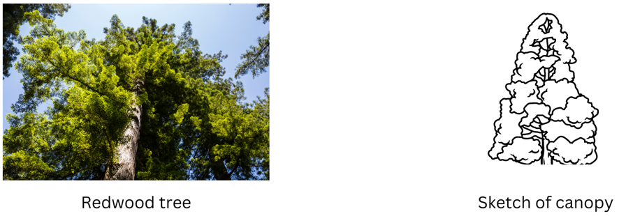 Redwood tree picture and sketch of canopy.