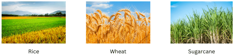 Crops.