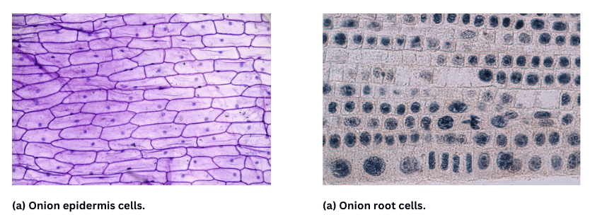 Onion epidermis cells and onion root cells.