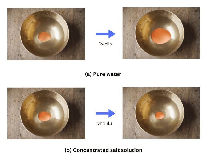 The egg in pure water swells in size and the egg in salt solution shrinks.