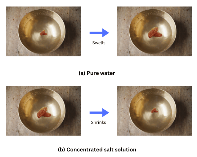 The raisins in pure water swell and when placed in salt solution it shrinks.