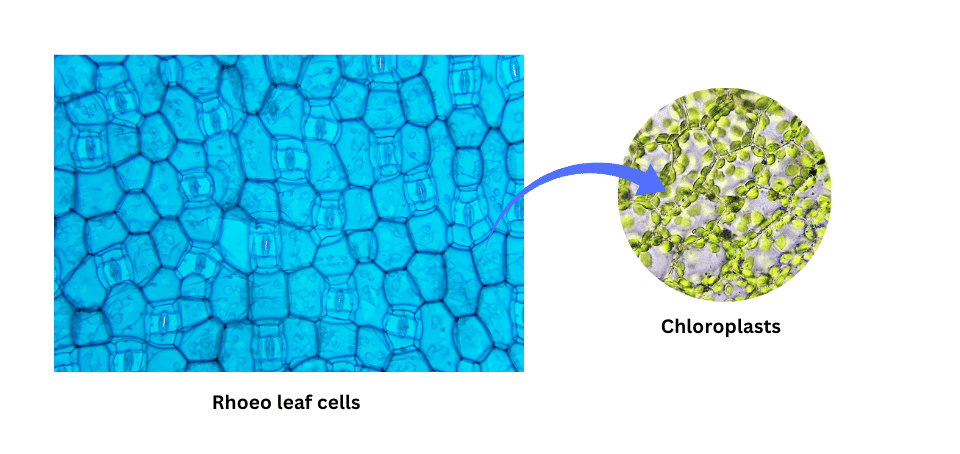 Rhoeo leaf cells and chloroplasts in them under microscope.