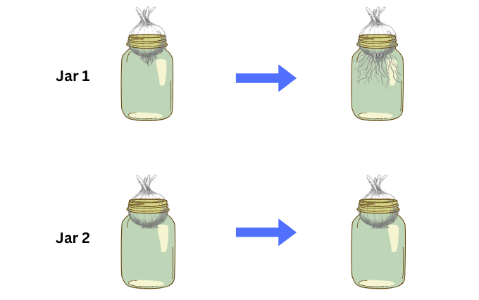 The roots of the onion in Jar 1 grow, while the roots of the onion in Jar 2 do not grow after being cut.