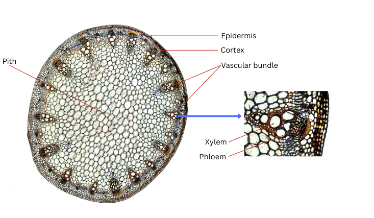 The cross-section of the plant stem with the different cells.