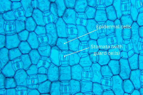 Epidermis of Rhoeo leaf viewed under microscope.