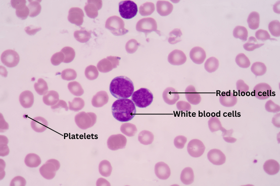 Different types of cells in blood.