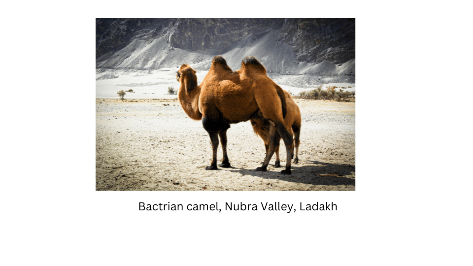 Bactrian camel in Nubra Valley, Ladakh.