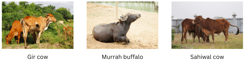 Breed of cattle.