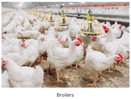 Broiler chickens.