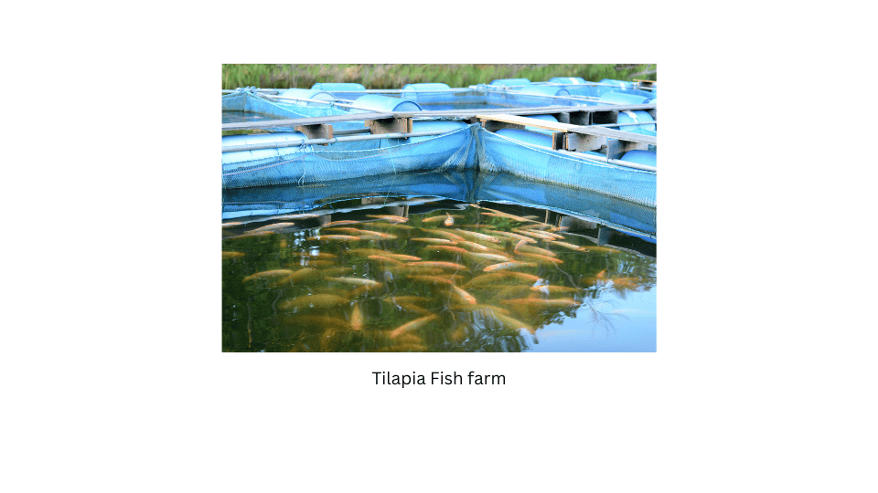 Tilapia fish farm.