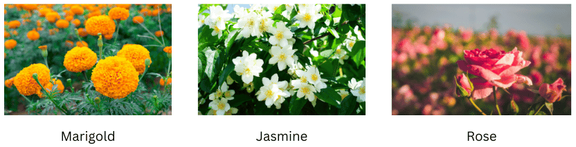 Flowers.