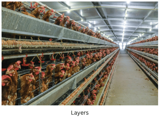 Layer chickens sitting in a row.