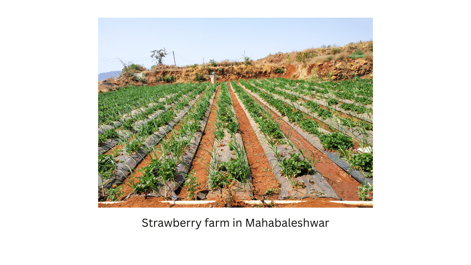 Strawberry farm in Mahabaleshwar.