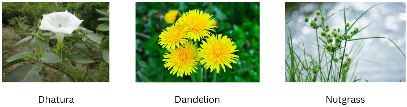 Weeds.